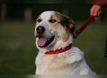 Sharky - Kinderfreund sucht Familie (47839 Krefeld)