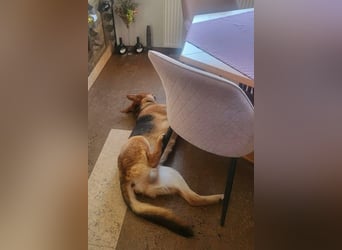 Lemmy - Verstehen Sie Hund? (07806 Weira)