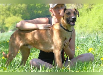 Maddox sucht Menschen, die ihm die Welt zeigen (73630 Remshalden)