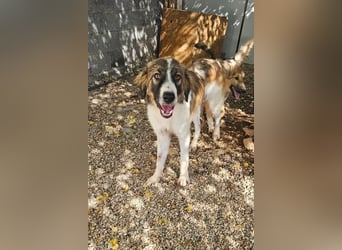 Bandon sucht sein großes Glück