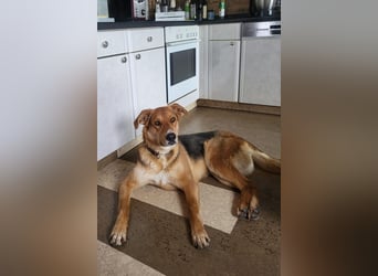 Lemmy - Verstehen Sie Hund? (07806 Weira)