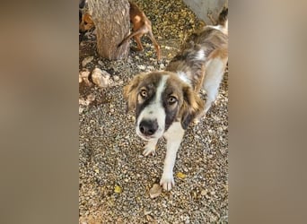 Bandon sucht sein großes Glück