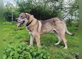 Charmanter Finn möchte die Welt erobern – hilfst du ihm dabei? (07806 Weira)