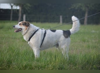 Sharky - Kinderfreund sucht Familie (47839 Krefeld)