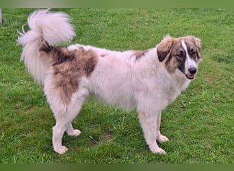 Ozora möchte überzeugen (84104 Rudelzhausen)