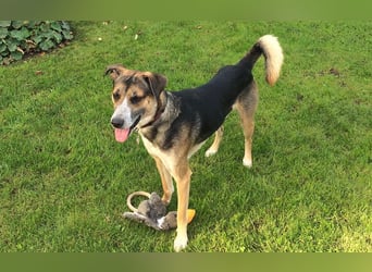 Rudi sehnt sich nach seiner eigenen Familie (84152 Mengkofen)