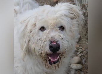 RUDOLFINE - XL-Kuschelbärin mit Schmuse-Gen