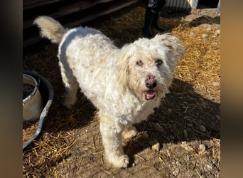 RUDOLFINE - XL-Kuschelbärin mit Schmuse-Gen