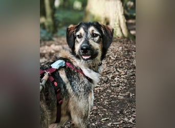 Gaia – kein Hund für große Abenteuer, sondern für kleine gemeinsame Schritte