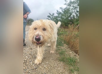 RUDOLFINE - XL-Kuschelbärin mit Schmuse-Gen