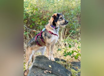 Gaia – kein Hund für große Abenteuer, sondern für kleine gemeinsame Schritte
