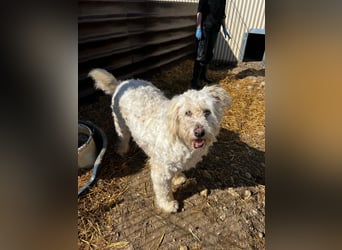 RUDOLFINE - XL-Kuschelbärin mit Schmuse-Gen