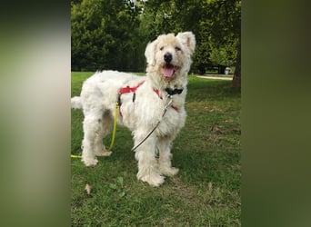 RUDOLFINE - XL-Kuschelbärin mit Schmuse-Gen