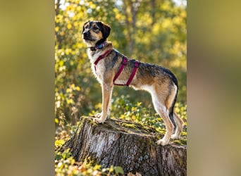 Gaia – kein Hund für große Abenteuer, sondern für kleine gemeinsame Schritte