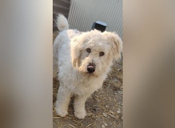 RUDOLFINE - XL-Kuschelbärin mit Schmuse-Gen