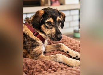 Gaia – kein Hund für große Abenteuer, sondern für kleine gemeinsame Schritte
