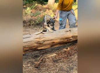 Gaia – kein Hund für große Abenteuer, sondern für kleine gemeinsame Schritte