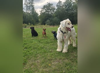 RUDOLFINE - XL-Kuschelbärin mit Schmuse-Gen