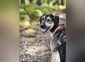 Gaia – kein Hund für große Abenteuer, sondern für kleine gemeinsame Schritte