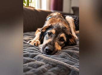 Gaia – kein Hund für große Abenteuer, sondern für kleine gemeinsame Schritte