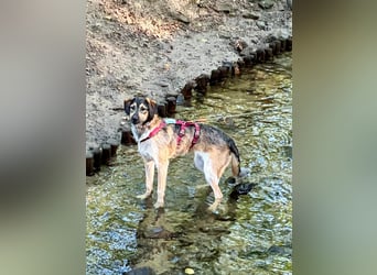 Gaia – kein Hund für große Abenteuer, sondern für kleine gemeinsame Schritte