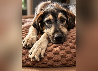 Gaia – kein Hund für große Abenteuer, sondern für kleine gemeinsame Schritte