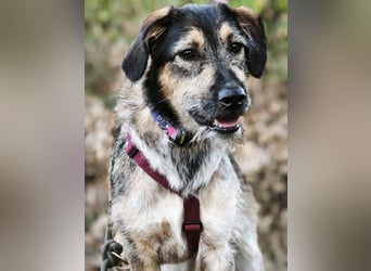 Gaia – kein Hund für große Abenteuer, sondern für kleine gemeinsame Schritte