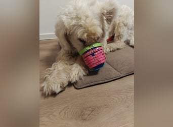 RUDOLFINE - XL-Kuschelbärin mit Schmuse-Gen