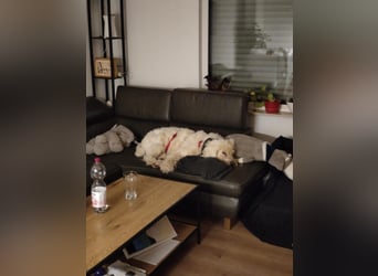 RUDOLFINE - XL-Kuschelbärin mit Schmuse-Gen