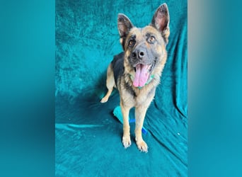 Aria - Bezaubernde Hundedame sucht liebevolles Zuhause!