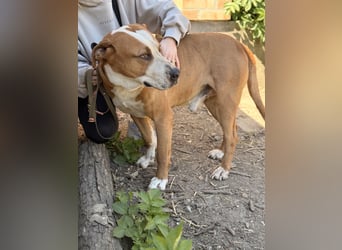 Latte - Großer Hundemann mit großem Herzen!