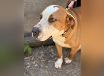 Latte - Großer Hundemann mit großem Herzen!