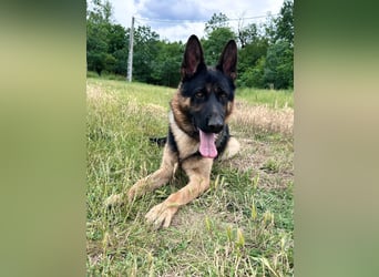 Dex - Lebensfroher Schäferhund sucht aktive Menschen