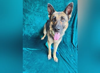 Aria - Bezaubernde Hundedame sucht liebevolles Zuhause!