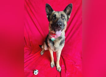Aria - Bezaubernde Hundedame sucht liebevolles Zuhause!
