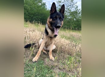 Dex - Lebensfroher Schäferhund sucht aktive Menschen