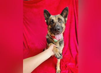Aria - Bezaubernde Hundedame sucht liebevolles Zuhause!