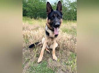 Dex - Lebensfroher Schäferhund sucht aktive Menschen