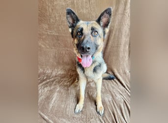 Aria - Bezaubernde Hundedame sucht liebevolles Zuhause!
