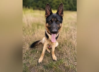 Dex - Lebensfroher Schäferhund sucht aktive Menschen