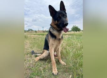 Dex - Lebensfroher Schäferhund sucht aktive Menschen