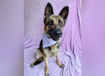 Aria - Bezaubernde Hundedame sucht liebevolles Zuhause!