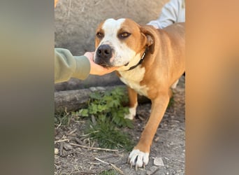 Latte - Großer Hundemann mit großem Herzen!