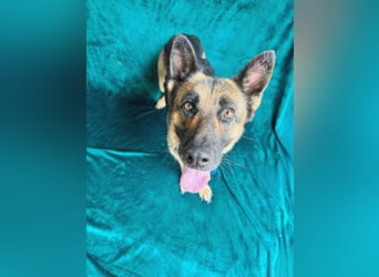 Aria - Bezaubernde Hundedame sucht liebevolles Zuhause!
