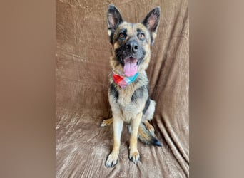 Aria - Bezaubernde Hundedame sucht liebevolles Zuhause!