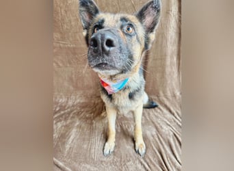 Aria - Bezaubernde Hundedame sucht liebevolles Zuhause!