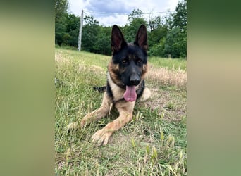 Dex - Lebensfroher Schäferhund sucht aktive Menschen