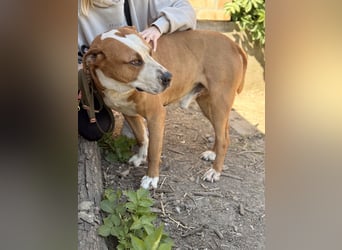 Latte - Großer Hundemann mit großem Herzen!