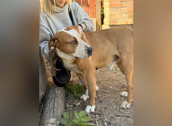 Latte - Großer Hundemann mit großem Herzen!