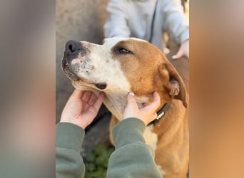 Latte - Großer Hundemann mit großem Herzen!